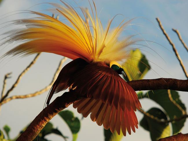 Images d'oiseaux du ciel bleu - Top des plus beaux oiseaux du monde