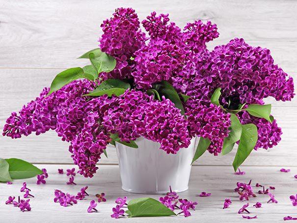 Combiner des images des plus belles fleurs lilas