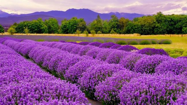 Gambar lavender Prancis yang indah 