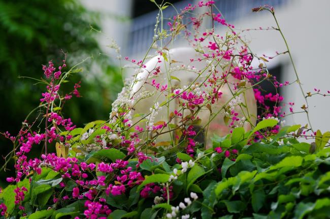 美しいピンクのチゴンの花の写真