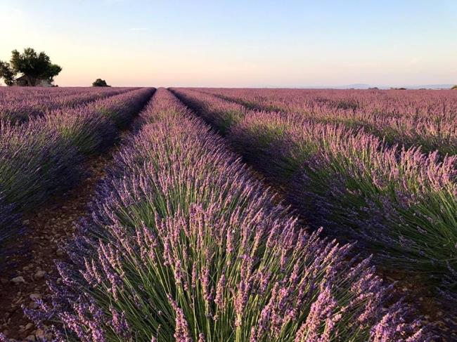 Gambar lavender Perancis yang indah 