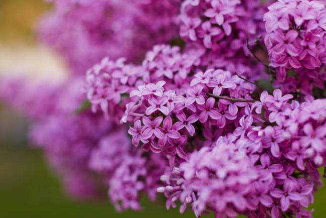 Combiner des images des plus belles fleurs lilas