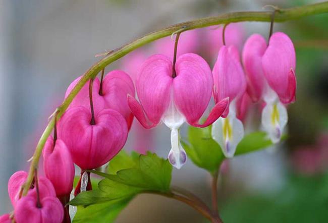 美しいピンクのチゴンの花の写真