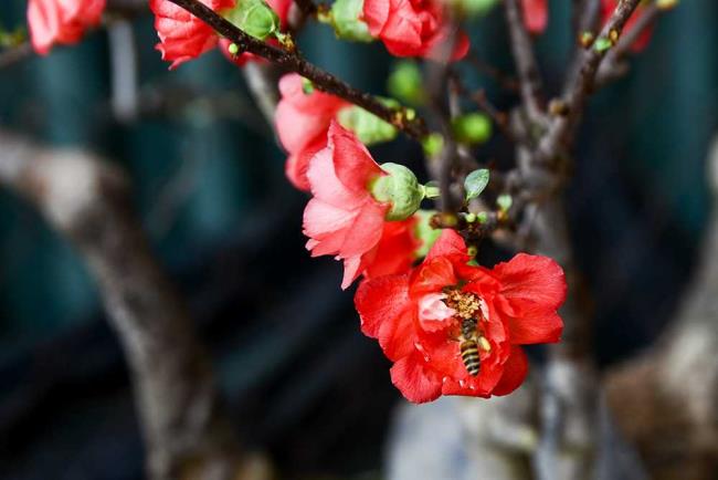 Rezumatul celor mai frumoase flori de caise roșii