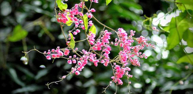 美しいピンクのチゴンの花の写真