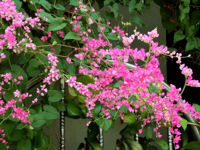 Fotos de hermosas flores de tigón rosa