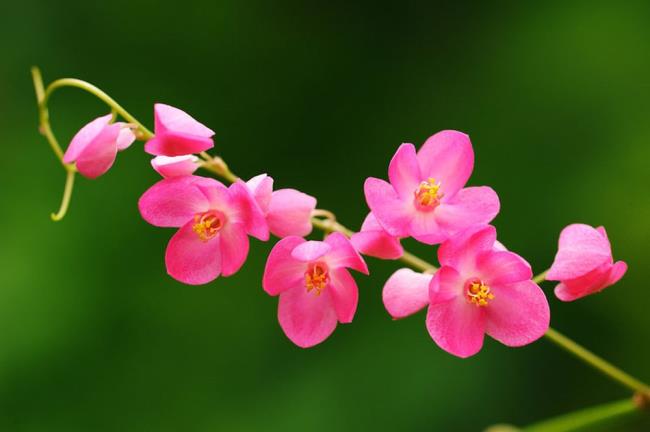 Gambar bunga tigon merah muda yang indah