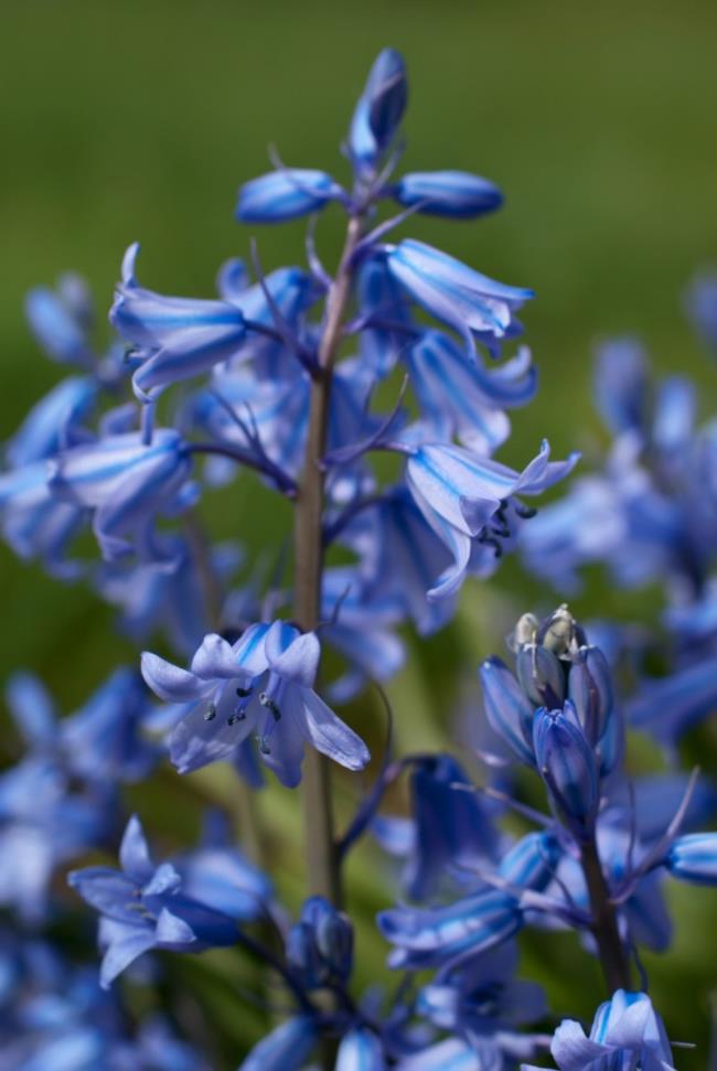 Sammlung der schönsten blauen Glockenblumen