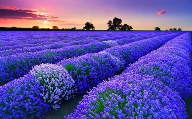 Foto's van prachtige Franse lavendel 
