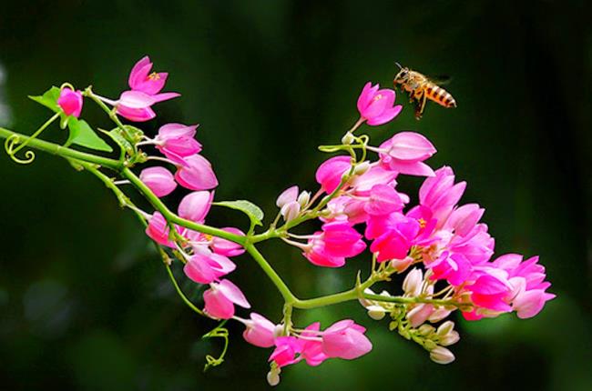 Photos de belles fleurs roses tigon