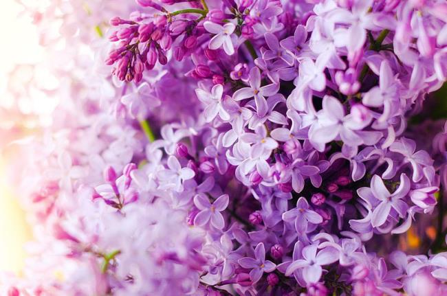 ترکیب تصاویر از زیباترین گلهای یاس بنفش