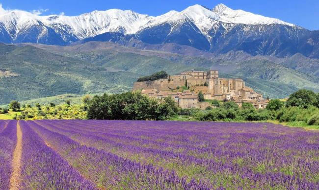 Foto's van prachtige Franse lavendel 