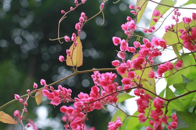 美しいピンクのチゴンの花の写真