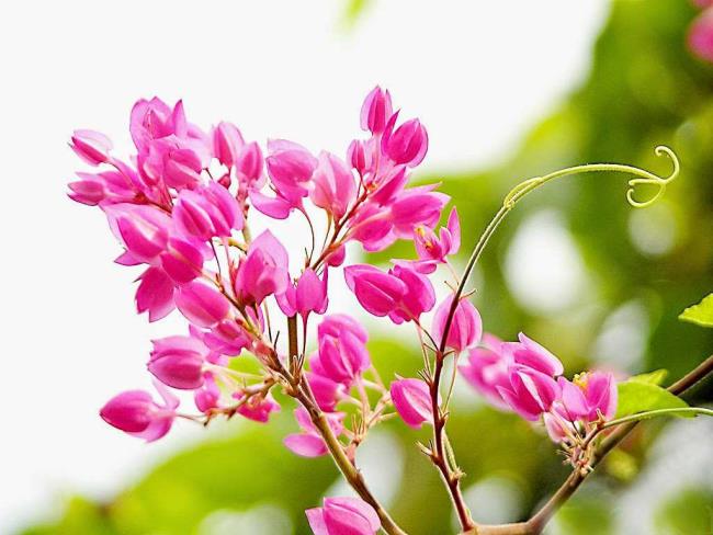 Photos de belles fleurs roses tigon