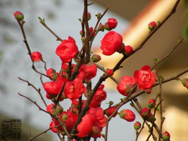 ملخص أجمل زهور المشمش الحمراء