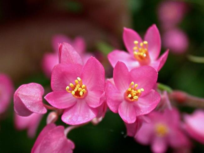 Pictures of beautiful pink tigon flowers