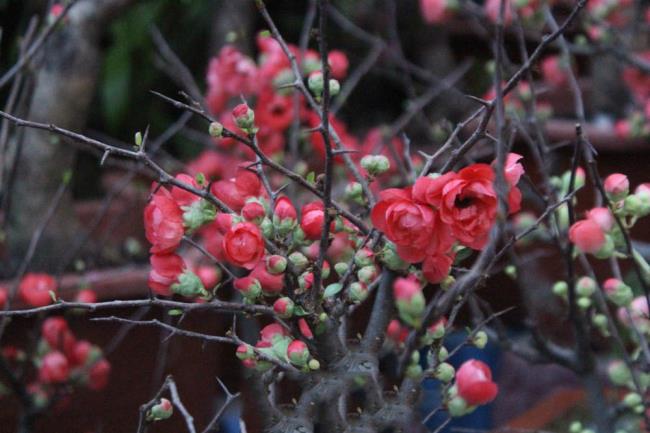 最も美しい赤いアンズの花のまとめ