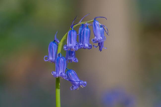 Colección de las flores de campana azules más bellas