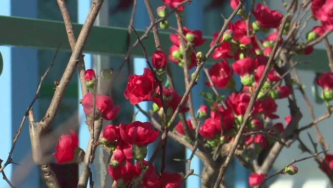 Zusammenfassung der schönsten roten Aprikosenblüten
