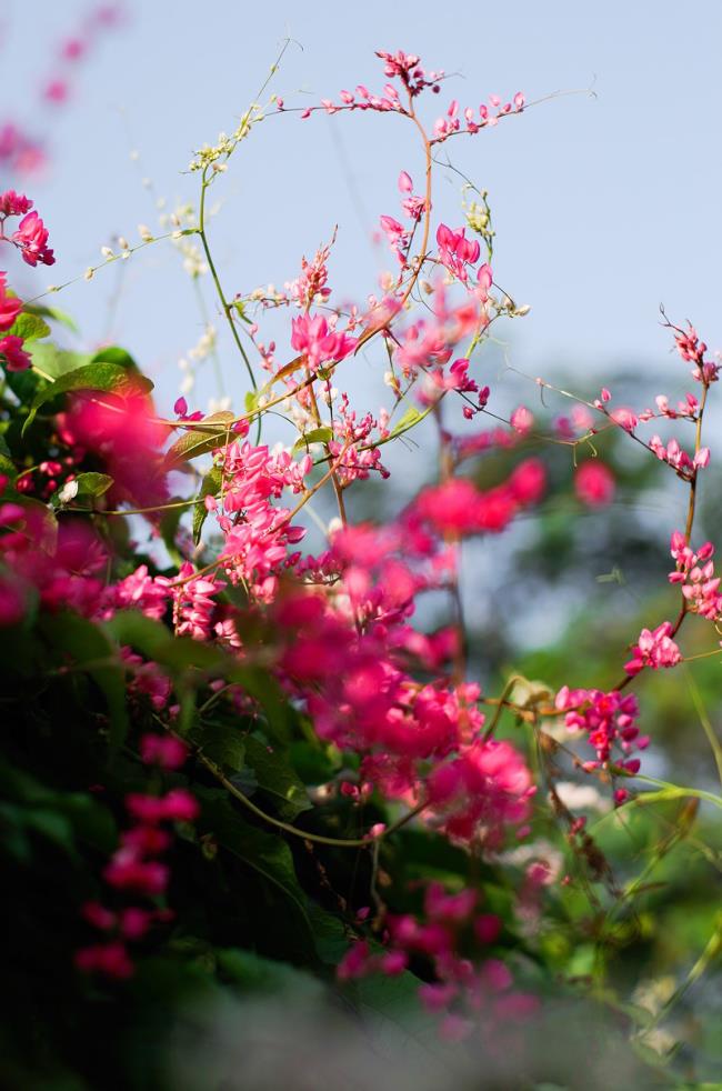 Photos de belles fleurs roses tigon