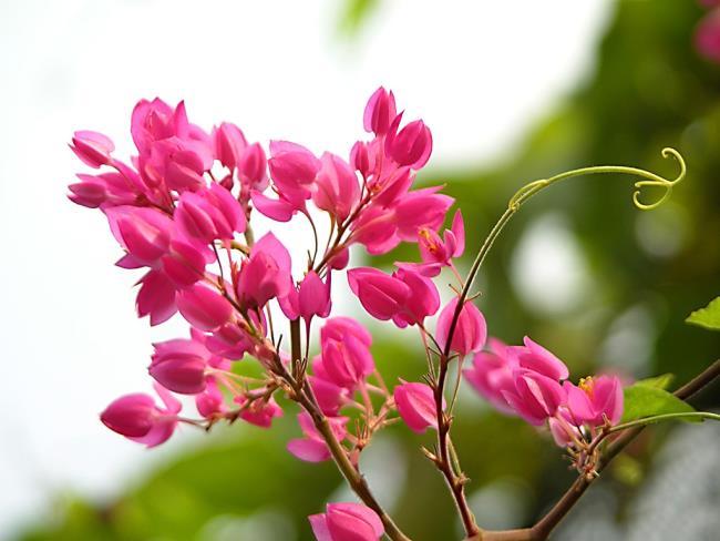 美しいピンクのチゴンの花の写真