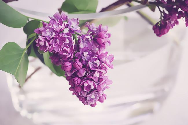 ترکیب تصاویر از زیباترین گلهای یاس بنفش