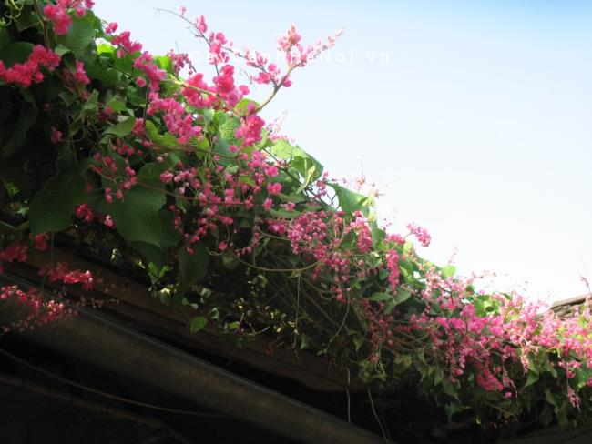 Fotos de hermosas flores de tigón rosa