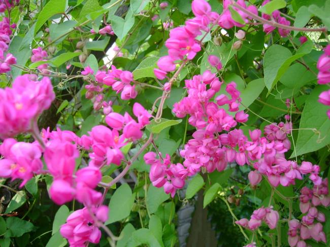 美しいピンクのチゴンの花の写真
