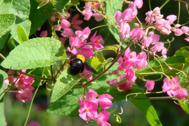 Fotos de hermosas flores de tigón rosa