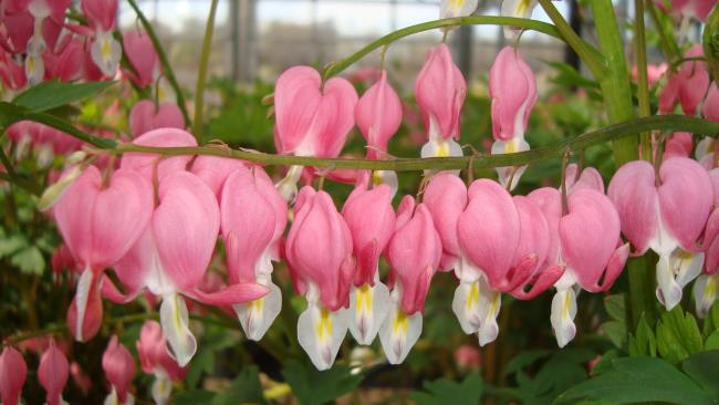 Photos de belles fleurs roses tigon