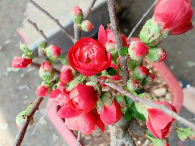 가장 아름다운 붉은 살구 꽃 요약
