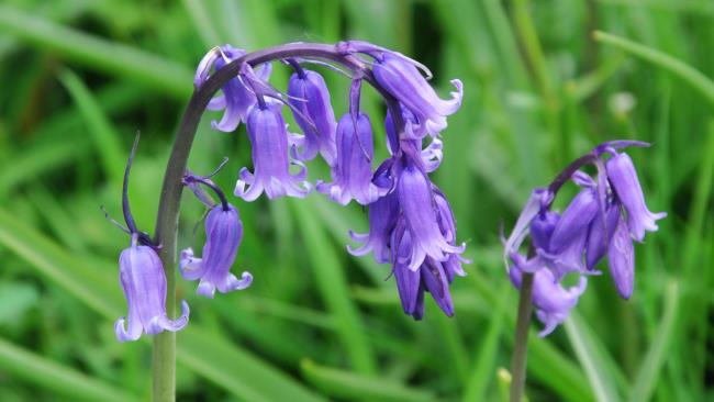 Collection of the most beautiful blue bell flowers