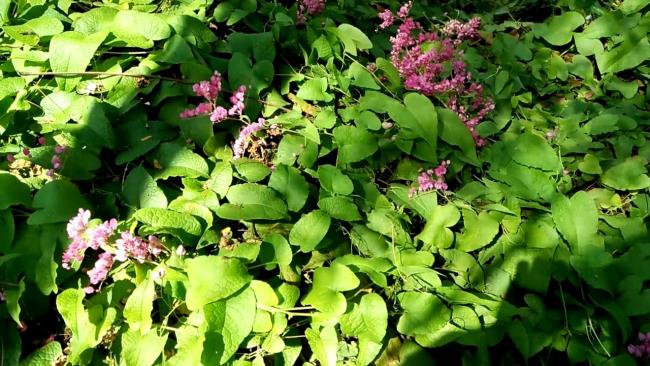 美しいピンクのチゴンの花の写真