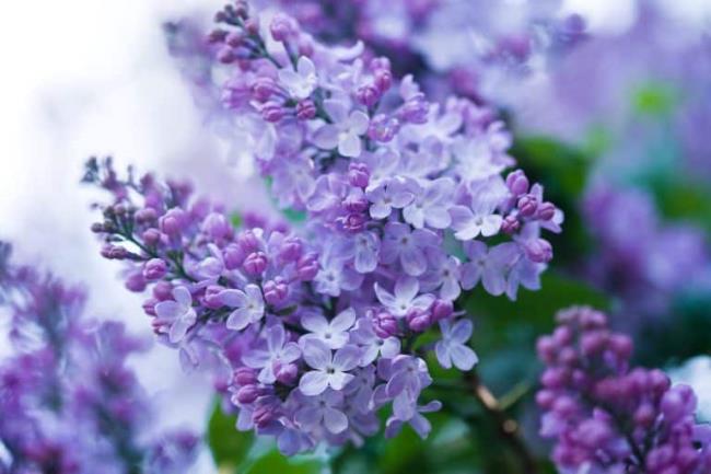 Combinando imágenes de las flores lilas más bellas