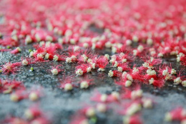 Podsumowanie najpiękniejszych zdjęć pąków sezamowych