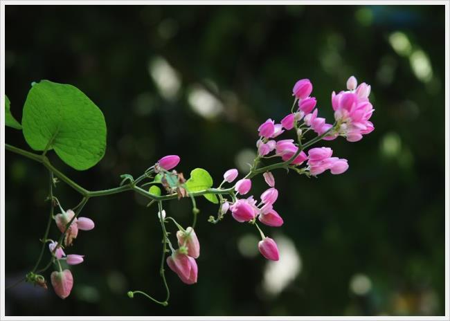 Photos de belles fleurs roses tigon