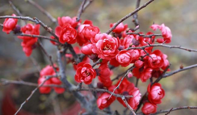 Summary of the most beautiful red apricot flowers
