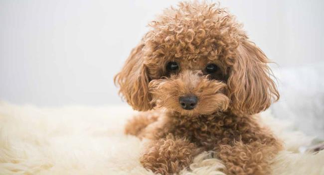 Synthesis of the most beautiful Poodle dog