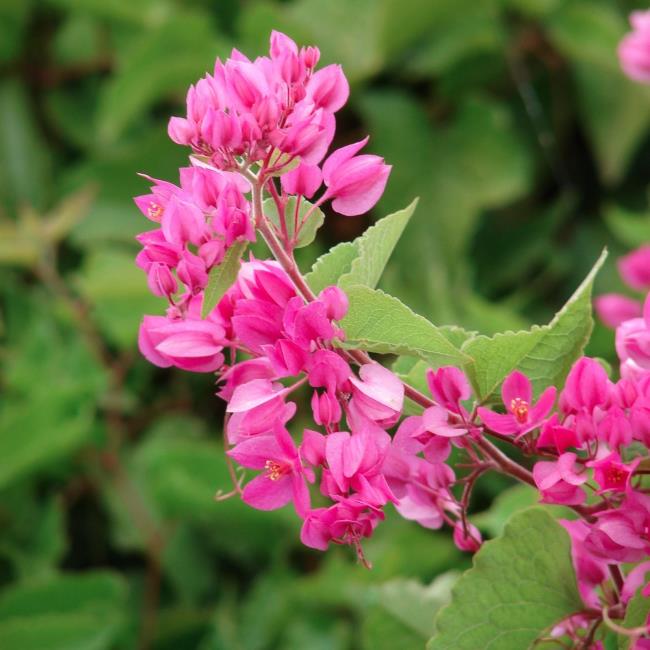 Fotos de hermosas flores de tigón rosa