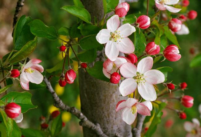 Коллекция самых красивых изображений цветов яблони