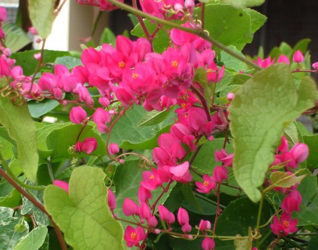 Fotos de hermosas flores de tigón rosa