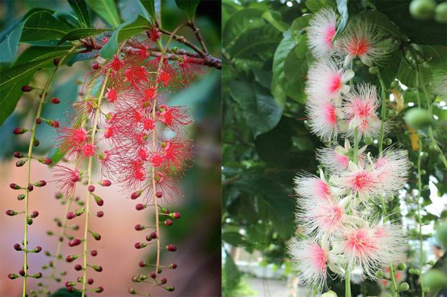 Résumé des plus belles photos de bourgeons de sésame