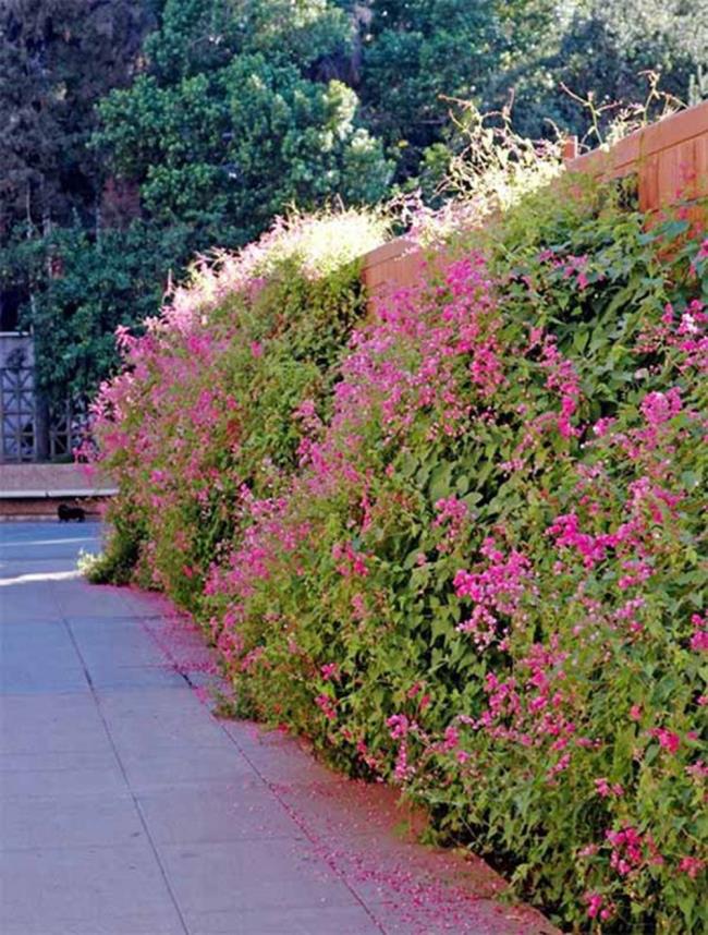 Fotos de hermosas flores de tigón rosa