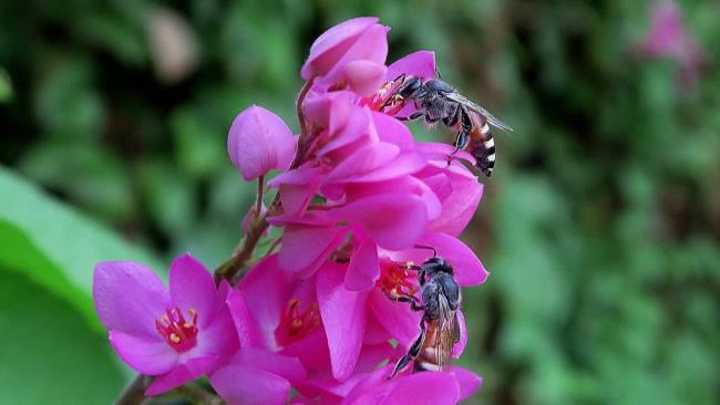 Imagens de lindas flores de tigre rosa