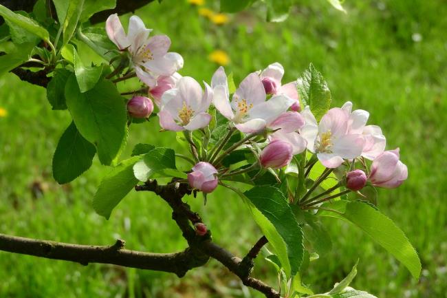 सबसे सुंदर सेब फूल छवियों का संग्रह