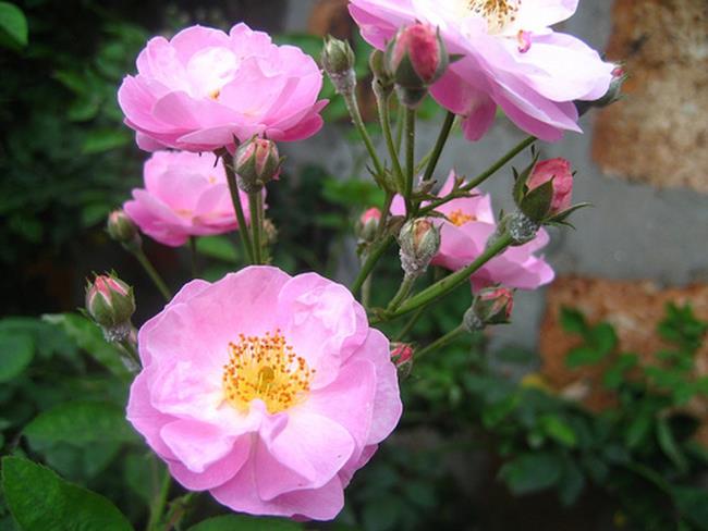 最美麗的玫瑰花瓣的摘要