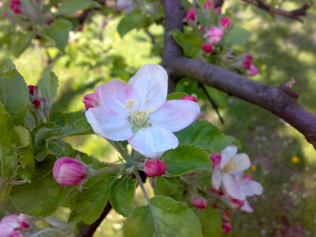 Koleksi gambar bunga apel yang paling indah