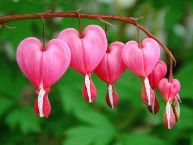 Fotos de hermosas flores de tigón rosa