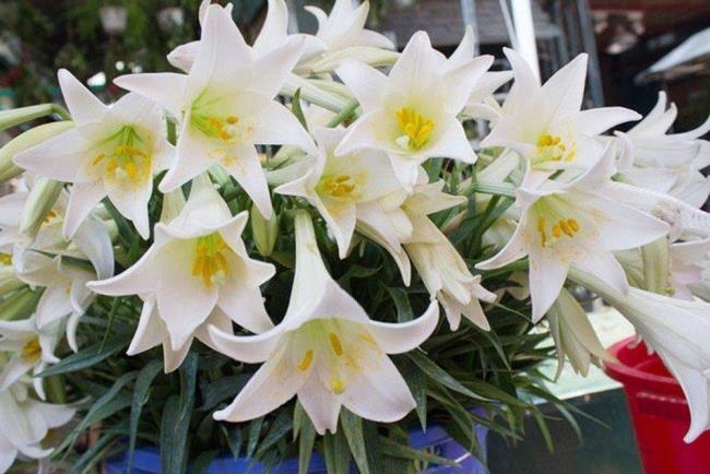 Summary of the most beautiful white lilies images