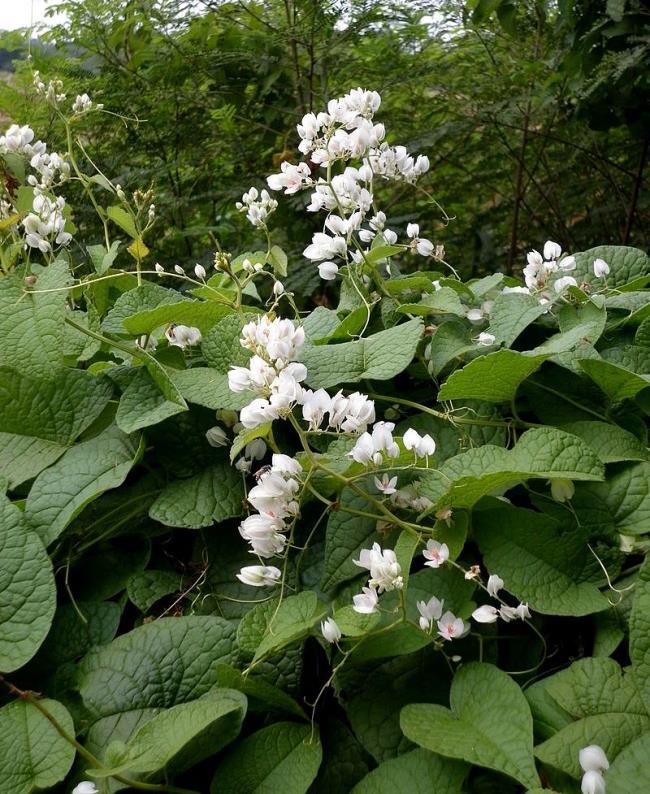 Bilder von schönen weißen Tigonblumen 